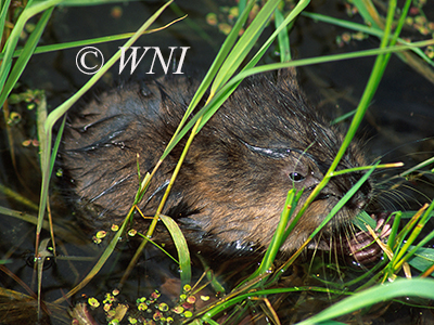 Muskrat (Ondatra zibethicus)